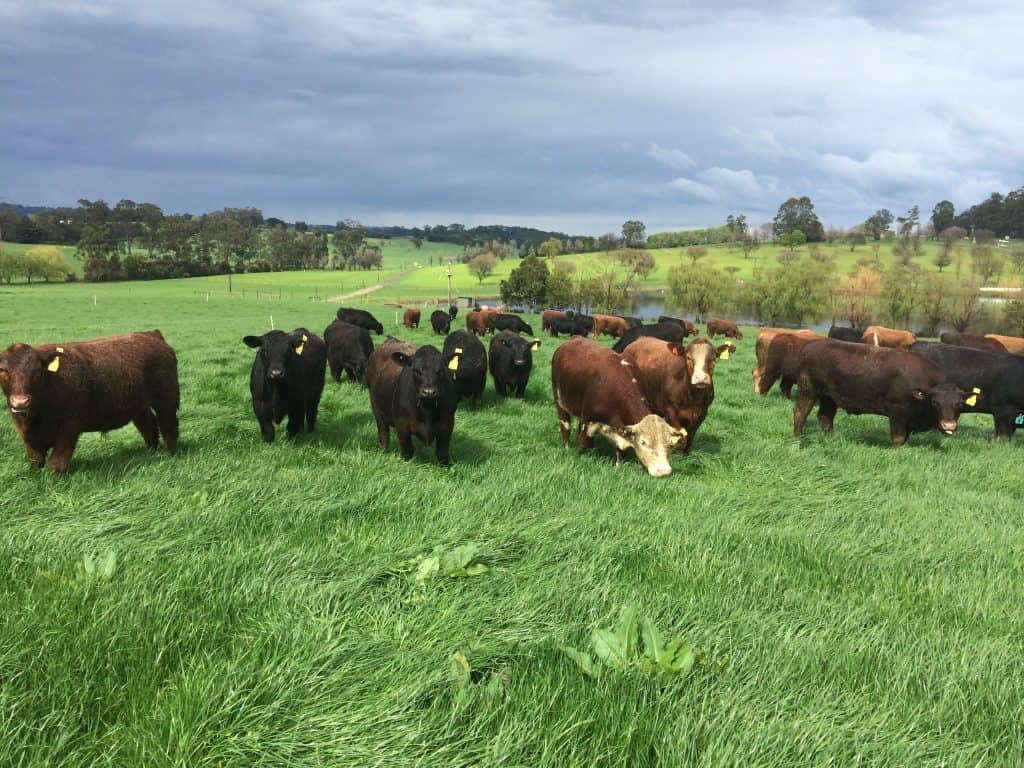 Lardner Park steer trial