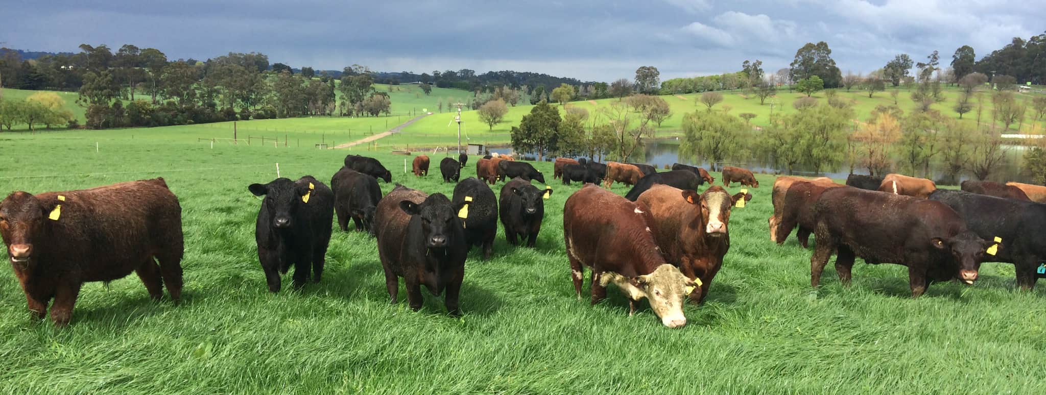 Steers at Lardner Park